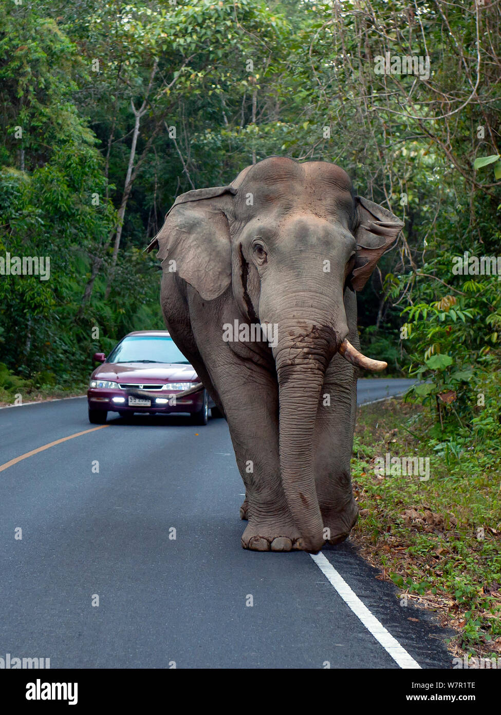 Elefante asiatico (Elephas maximus) maschio con una zanna, blocco stradale, il Parco nazionale Khao Yai, Thailandia Foto Stock