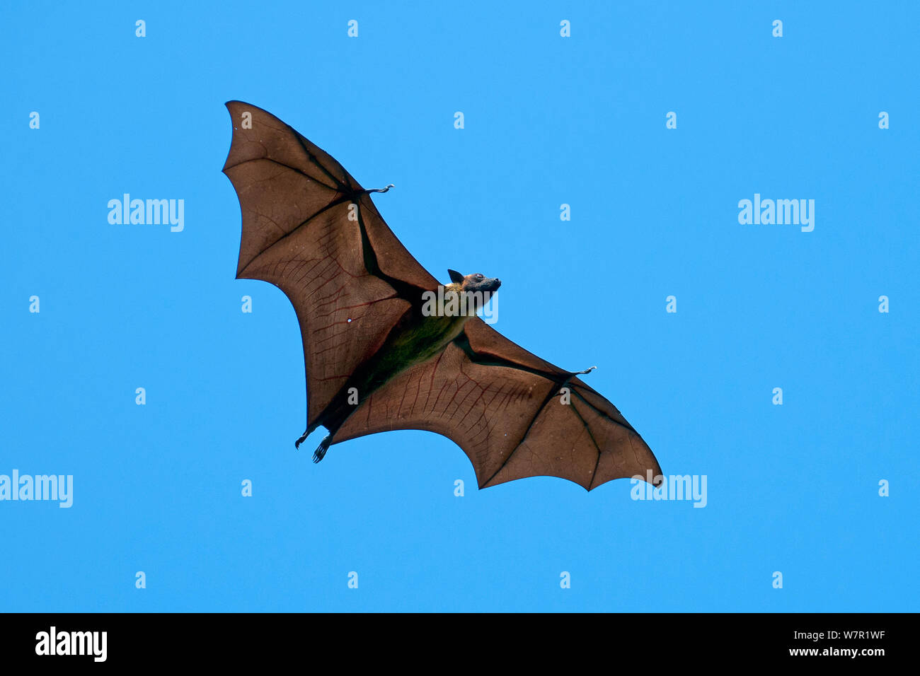 Indian Flying Fox (Pteropus giganteus), volare con ali forate, India Foto Stock