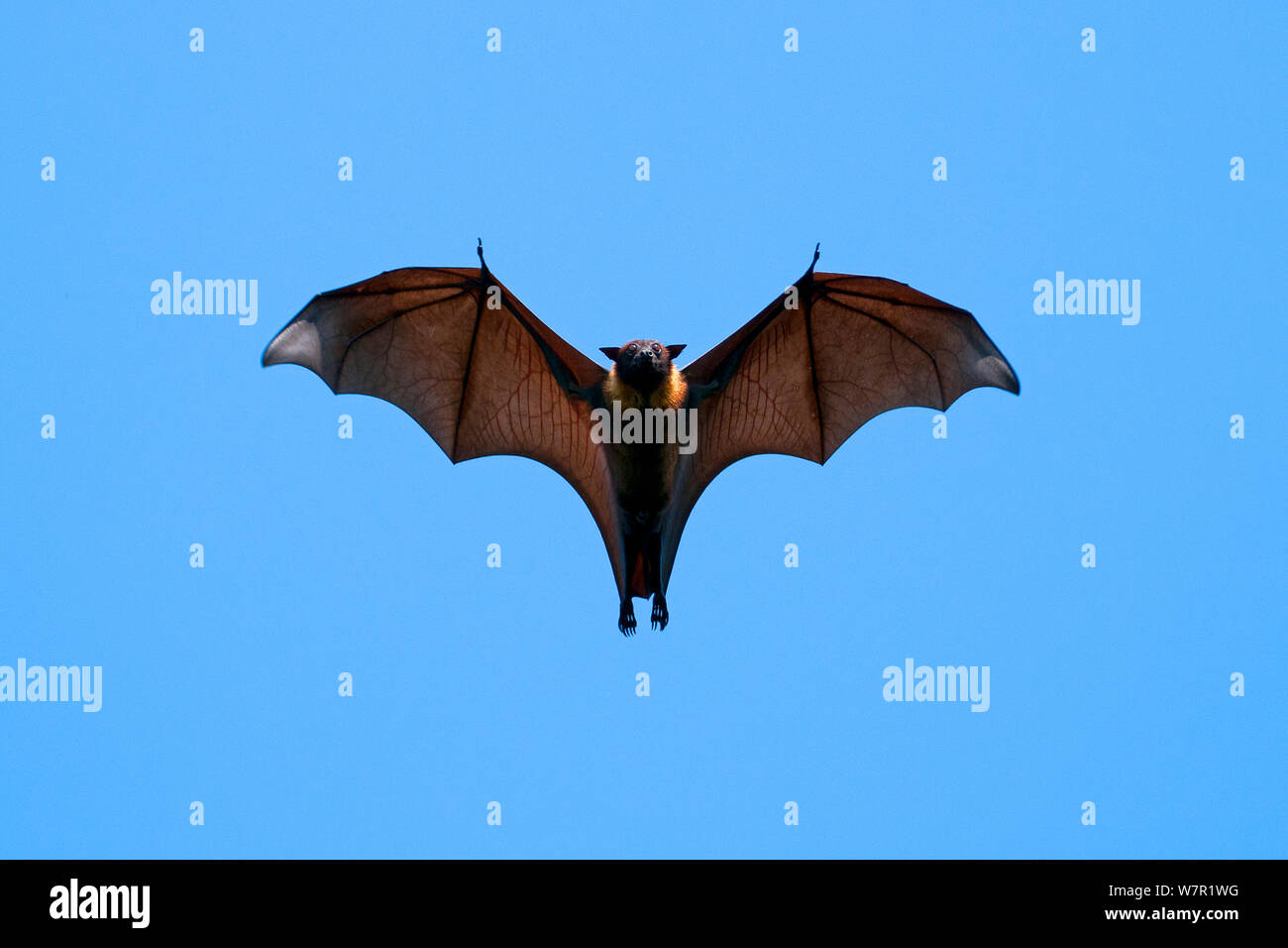 Indian Flying Fox (Pteropus giganteus), volare, India Foto Stock