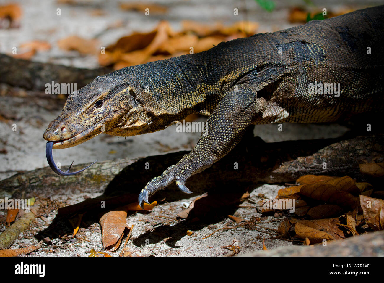 L'elemento di monitoraggio presenza acqua (Varanus salvator), foraggio, spostando la linguetta, Thailandia Foto Stock