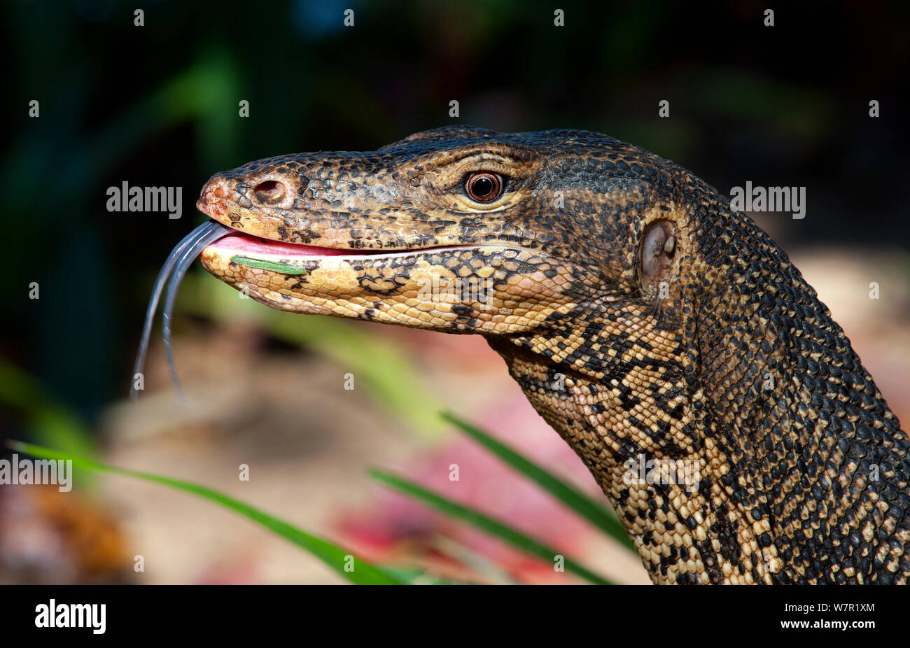 L'elemento di monitoraggio presenza acqua (Varanus salvator), ritratto, scorrere la linguetta, Thailandia Foto Stock