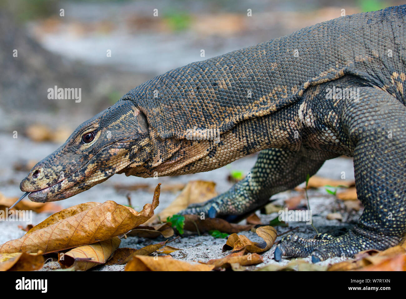 L'elemento di monitoraggio presenza acqua (Varanus salvator), foraggio, spostando la linguetta, Thailandia Foto Stock