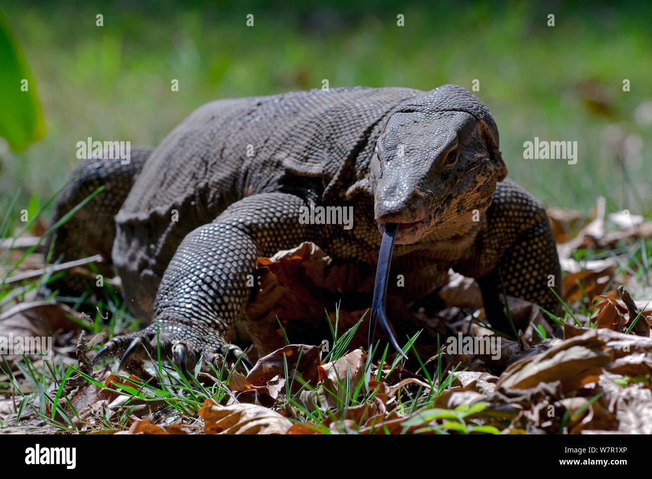 L'elemento di monitoraggio presenza acqua (Varanus salvator), foraggio, spostando la linguetta, Thailandia Foto Stock
