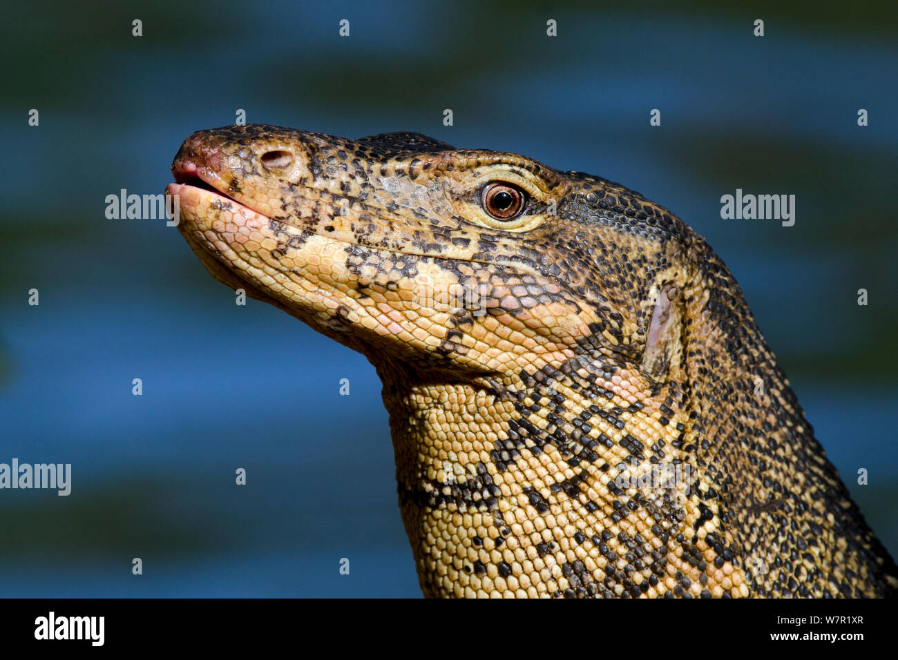 L'elemento di monitoraggio presenza acqua (Varanus salvator), ritratto, Thailandia Foto Stock
