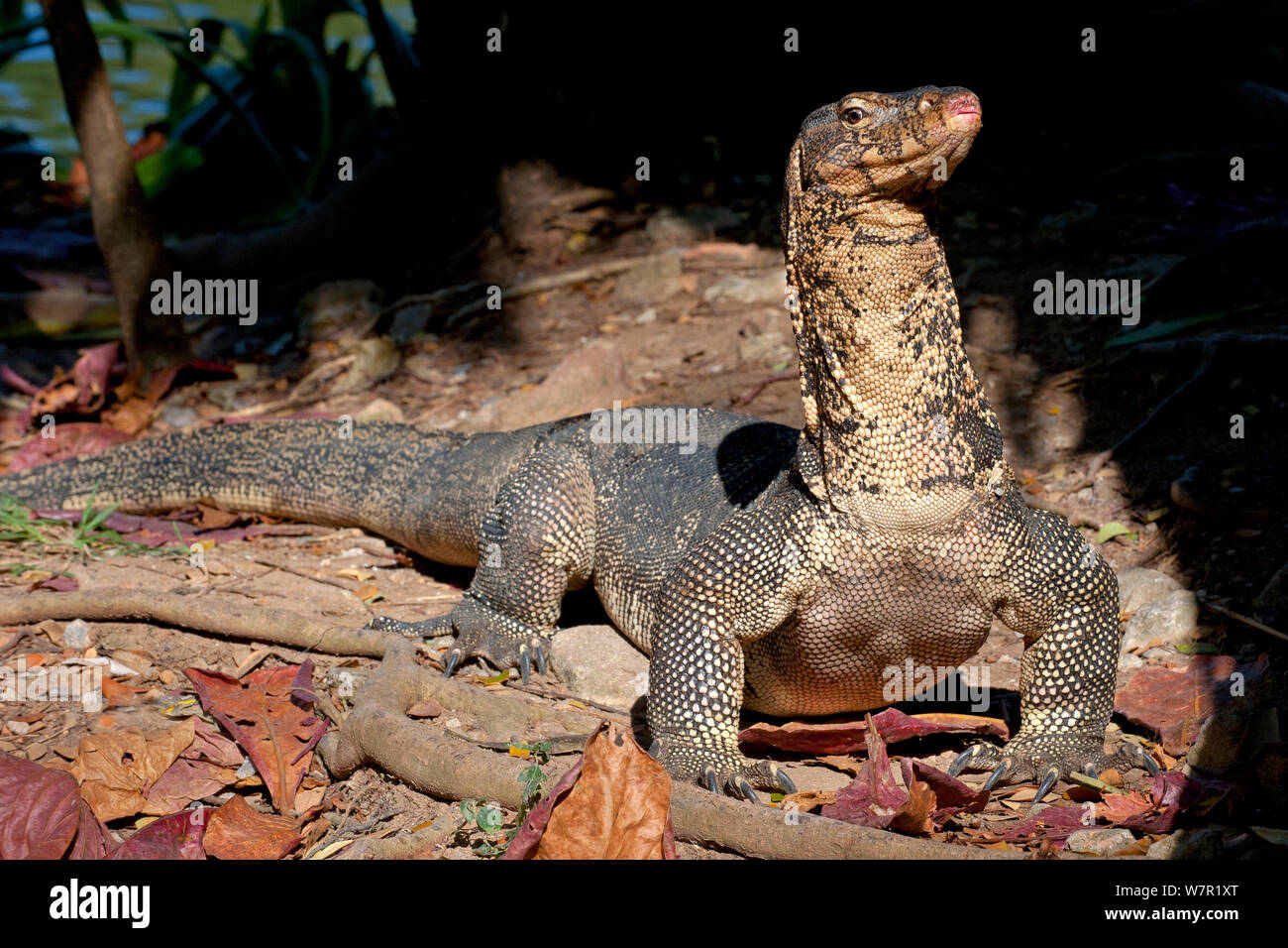 L'elemento di monitoraggio presenza acqua (Varanus salvator), foraggio, Thailandia Foto Stock