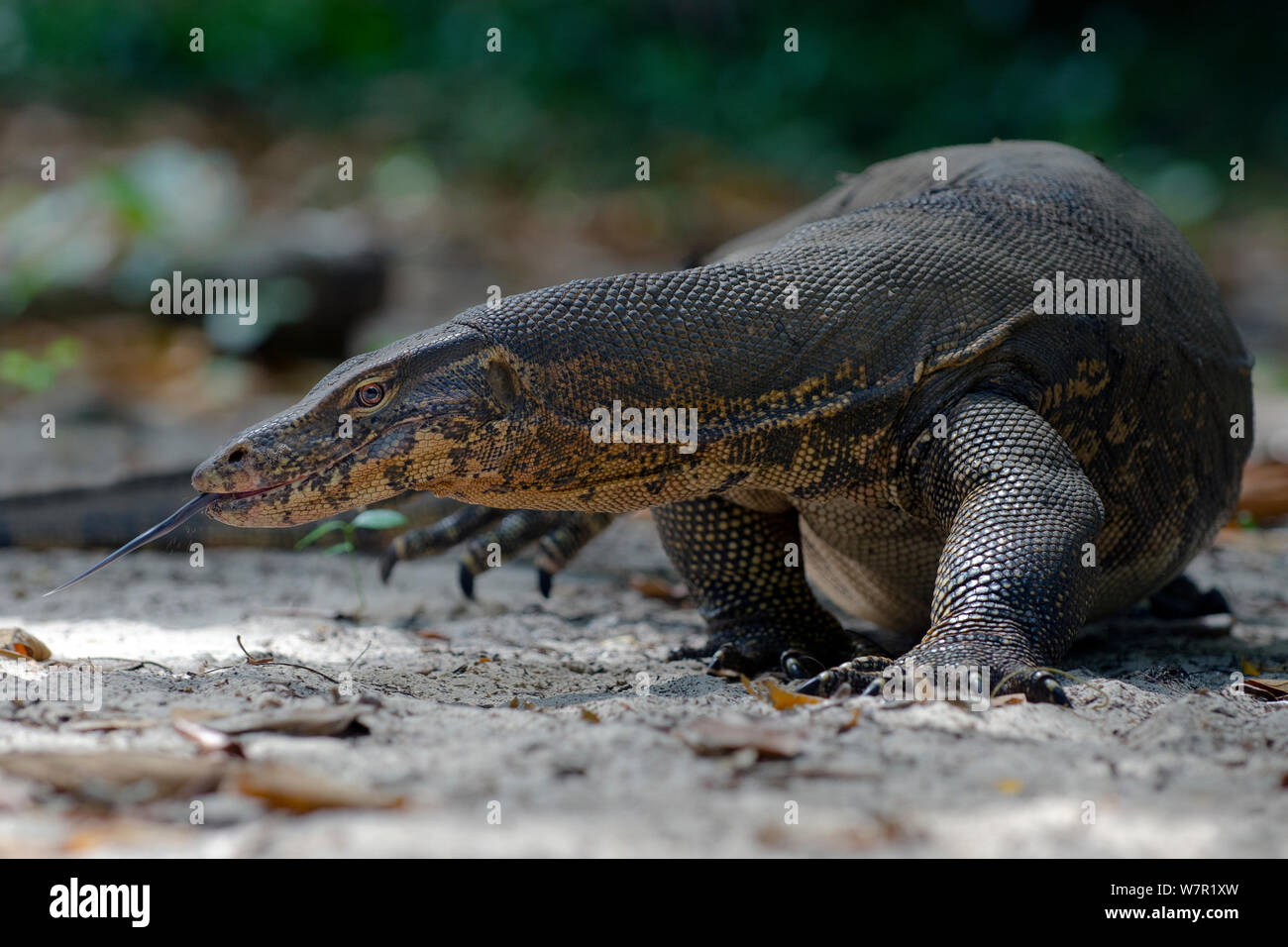 L'elemento di monitoraggio presenza acqua (Varanus salvator), foraggio, spostando la linguetta, Thailandia Foto Stock