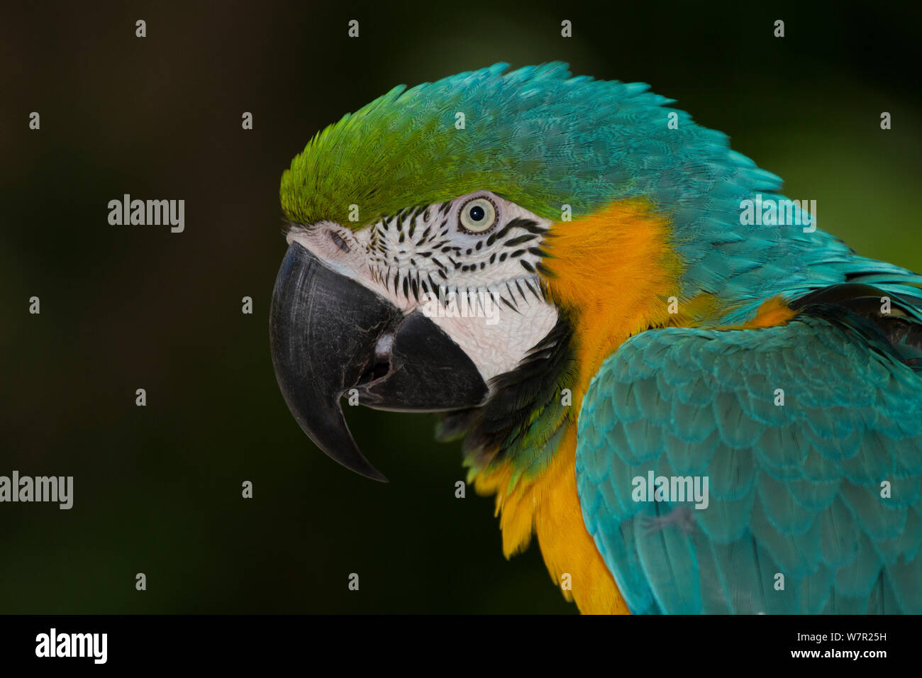 Blu e Giallo macaw (Ara ararauna), captive, nativo di foreste tropicali del Sud America, dal Venezuela sud del Perù, Brasile, Bolivia e Paraguay, ristretta in America centrale a Panama, non-ex Foto Stock