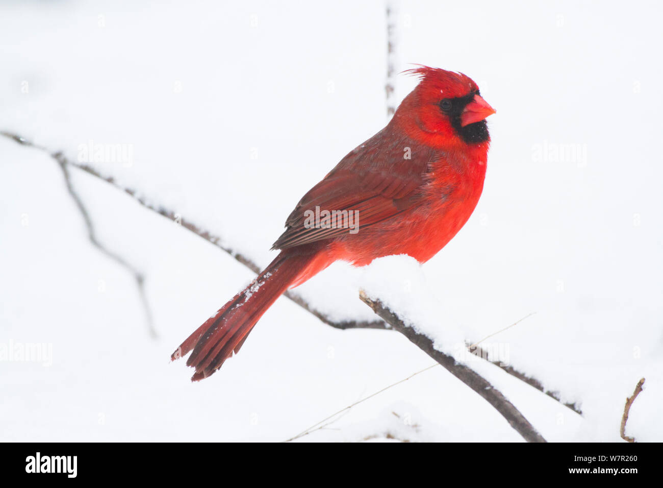 Il Cardinale settentrionale (Cardinali cardinalis), maschio, appollaiato durante deboli nevicate, San Carlo, Illinois, Stati Uniti d'America, febbraio, non-ex Foto Stock