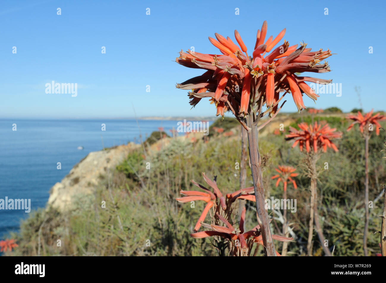 Sapone aloe (Aloe maculata / saponaria) fioritura sulla cima di una scogliera con il mare sullo sfondo. Algarve, Portogallo, Giugno. Foto Stock