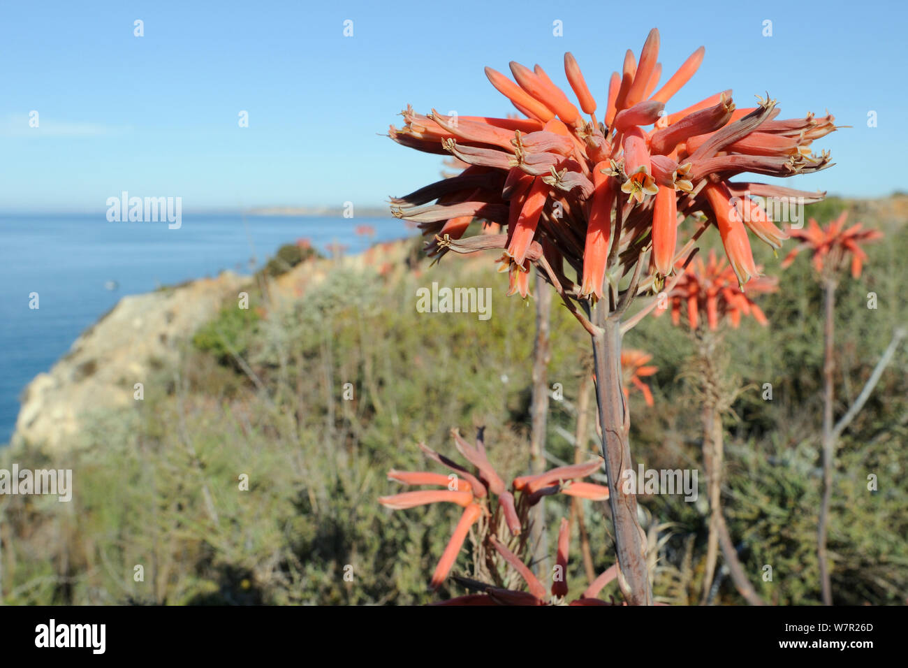 Sapone aloe (Aloe maculata / saponaria) fioritura sulla cima di una scogliera con il mare sullo sfondo. Algarve, Portogallo, Giugno. Foto Stock