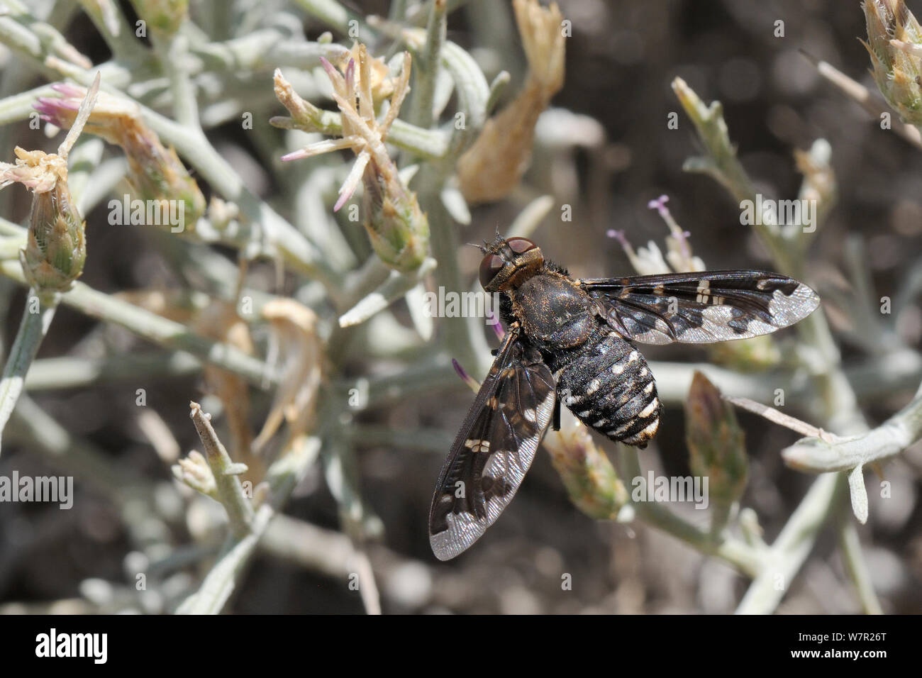 Bee fly (Exoprosopa pandora) con ali a motivi geometrici. Karlovasi, Samos, in Grecia, in luglio. Foto Stock