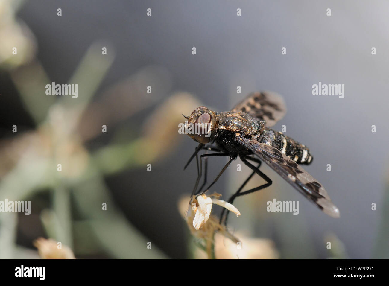 Bee Fly (Exoprosopa pandora) con ali a motivi geometrici. Karlovasi, Samos, in Grecia, in luglio. Foto Stock