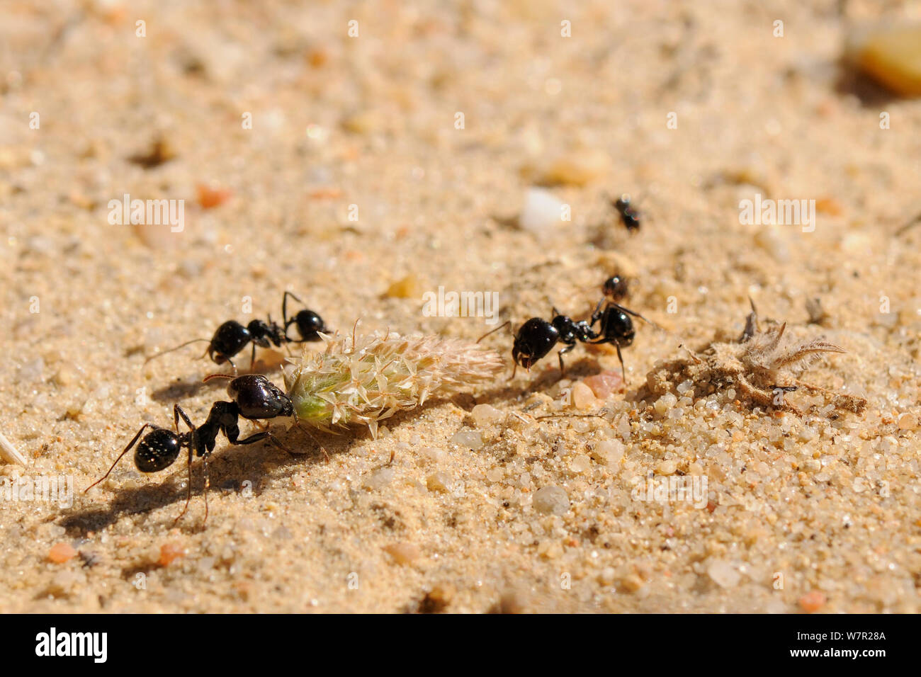 Mietitrice europea Ant (Messor sp.) grandi lavoratori cooperanti per trascinare un platano flowerhead verso il loro nido. Algarve, Portogallo, Giugno. Foto Stock