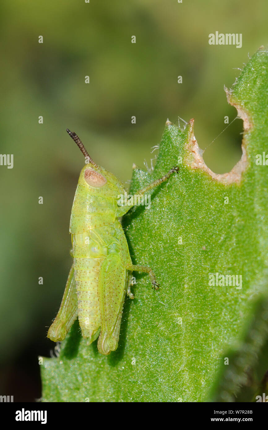 Grasshopper (Aiolopus sp.) ninfa alimentazione sulle spinose foglie succulente. Lagos, Algarve, Portogallo, Giugno. Foto Stock