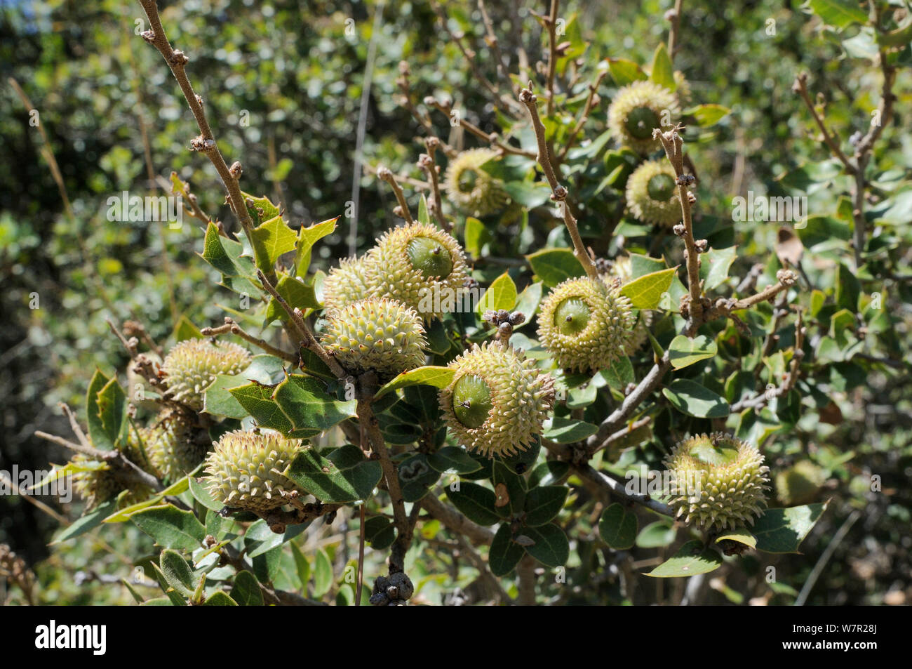 Sviluppo Di Ghiande di quercia Kermes (Quercus coccifera). Samos, in Grecia, in luglio. Foto Stock