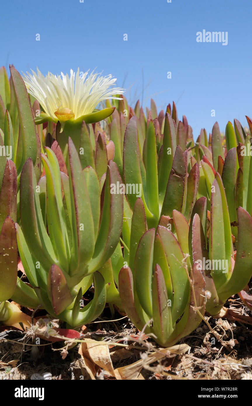 Impianto di ghiaccio / Hottentot Fig (Carpobrotus edulis), varietà gialla, un sud invasiva specie africane. Ponta de Sagres Algarve, Giugno. Foto Stock