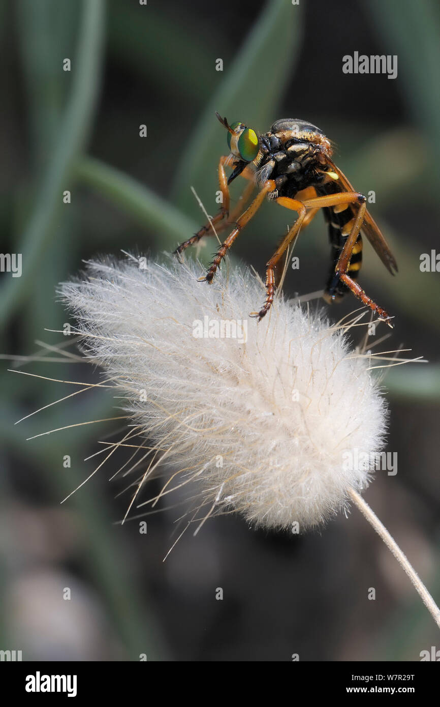 Robber Fly (Saropogon sp.) su seedhead. Karlovasi, Samos, in Grecia, in luglio. Foto Stock