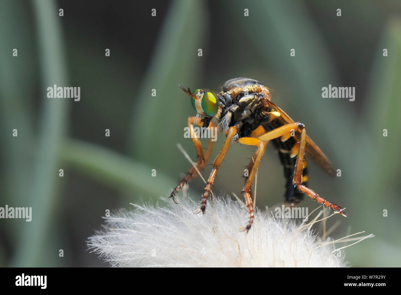 Robber Fly (Saropogon sp.) su seedhead. Karlovasi, Samos, in Grecia, in luglio. Foto Stock