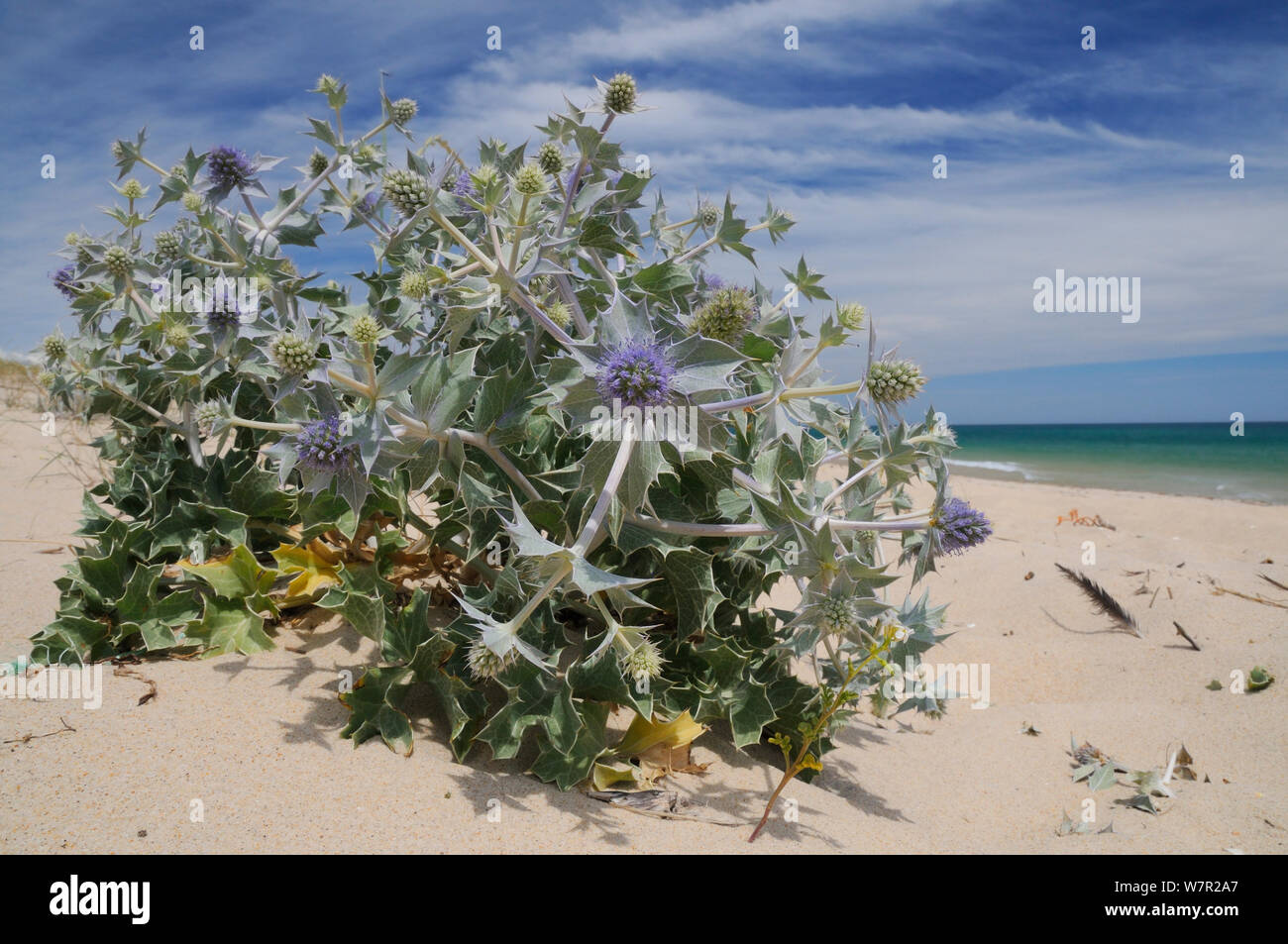 Eringio (Eryngium maritimum) fioritura su esposta una spiaggia sabbiosa. Isola Culatra, Ria Formosa, nei pressi di Olhao, Portogallo, Giugno. Foto Stock