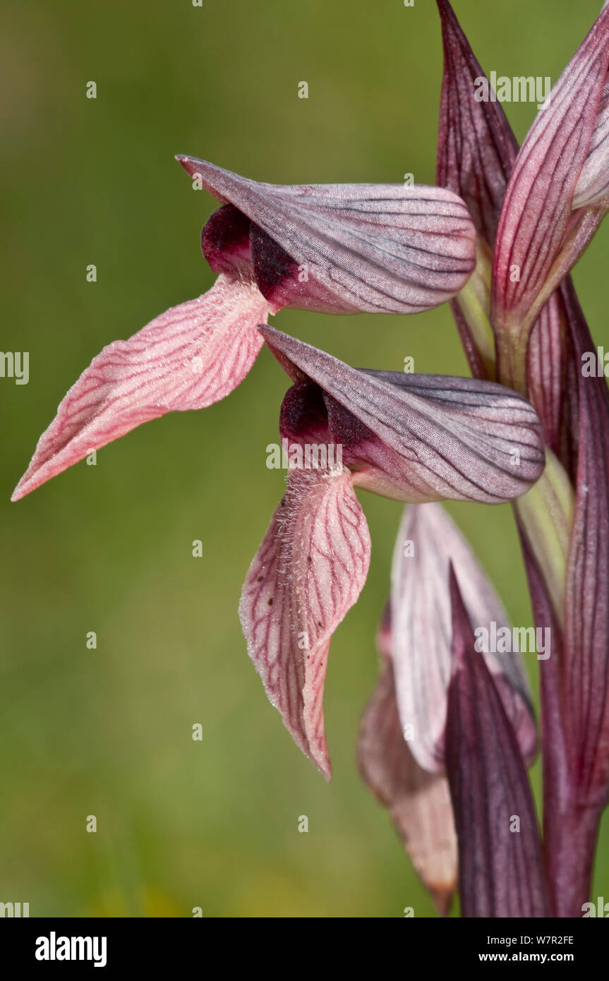 Linguetta Orchidea (Serapias lingua) in fiore, Creta, Aprile Foto Stock