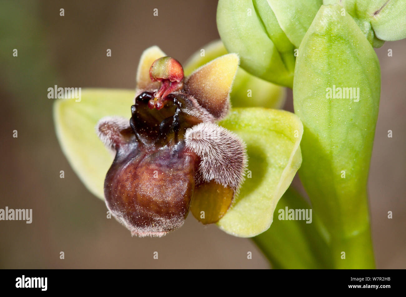 A Bumble Bee orchid (Ophrys bombyliflora) in fiore, Gious Kambos, Creta, Aprile Foto Stock