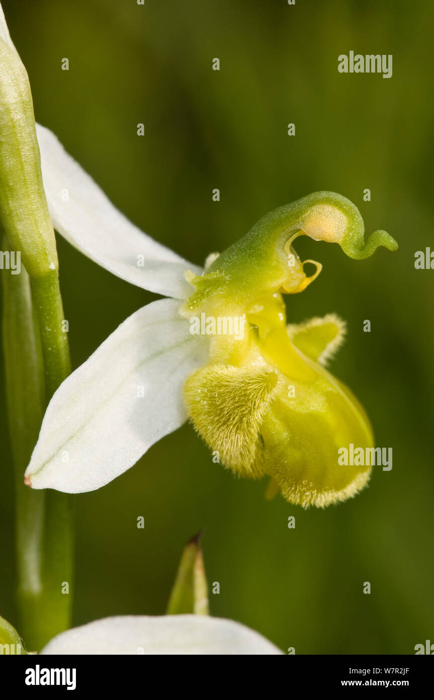 Bee Orchid varietà gialla (Ophrys apifera var chlorantha) in fiore, Torrefalfina, Orvieto, Italia, Maggio Foto Stock