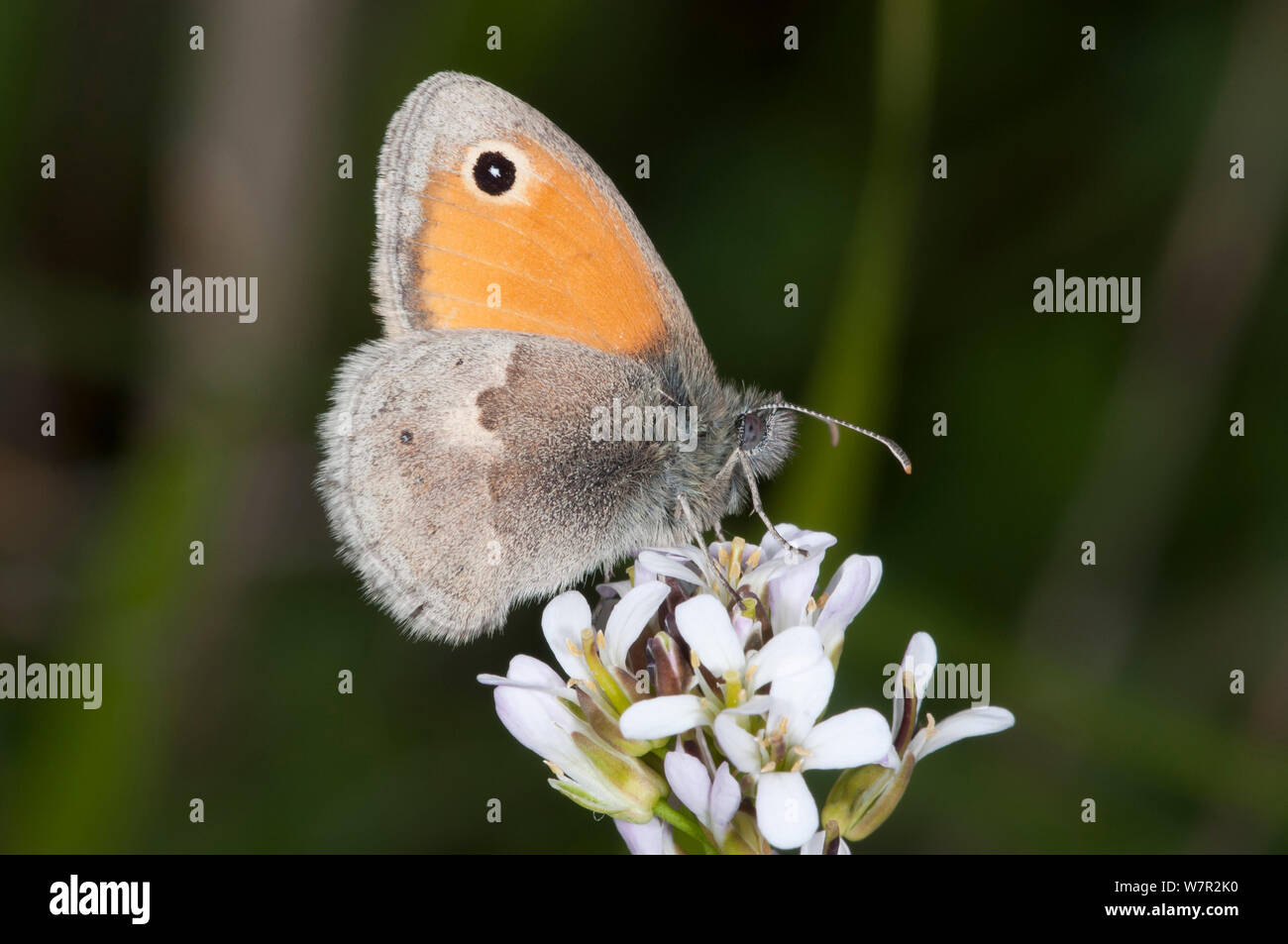 Small Heath butterfly (Coenonympha pamphilus) sui fiori, Podere Montecuccco, vicino Orvieot, Umbria, Italia, Maggio Foto Stock