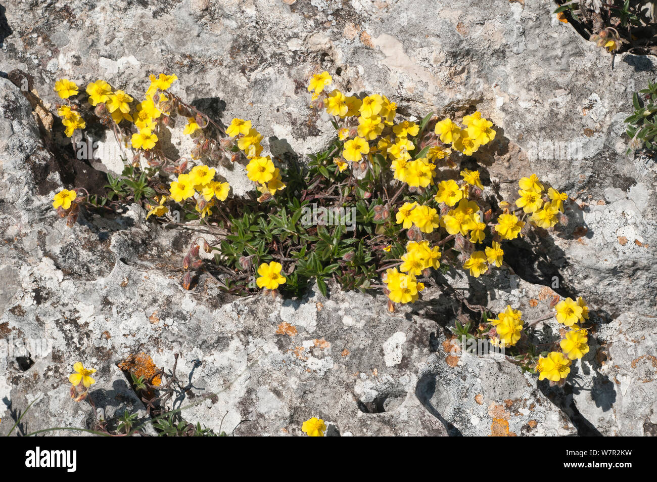 Annoso cisto (Hypericum canum) in fiore, crepa nella roccia nei pressi del Monte Sant'Angelo, Gargano in Puglia. L'Italia, può Foto Stock