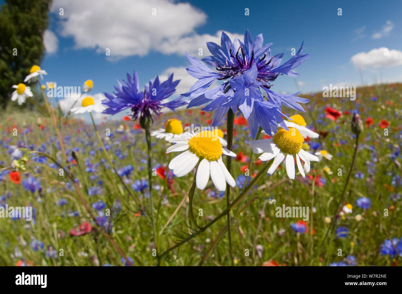 Cornflowers (Centaurea cyanus) crescente su maggese campi con profumate (mayweed matricaria recutita / chamomilla) vicino a Orvieto, Umbria, Italia, Giugno, prese con obiettivo fisheye Foto Stock