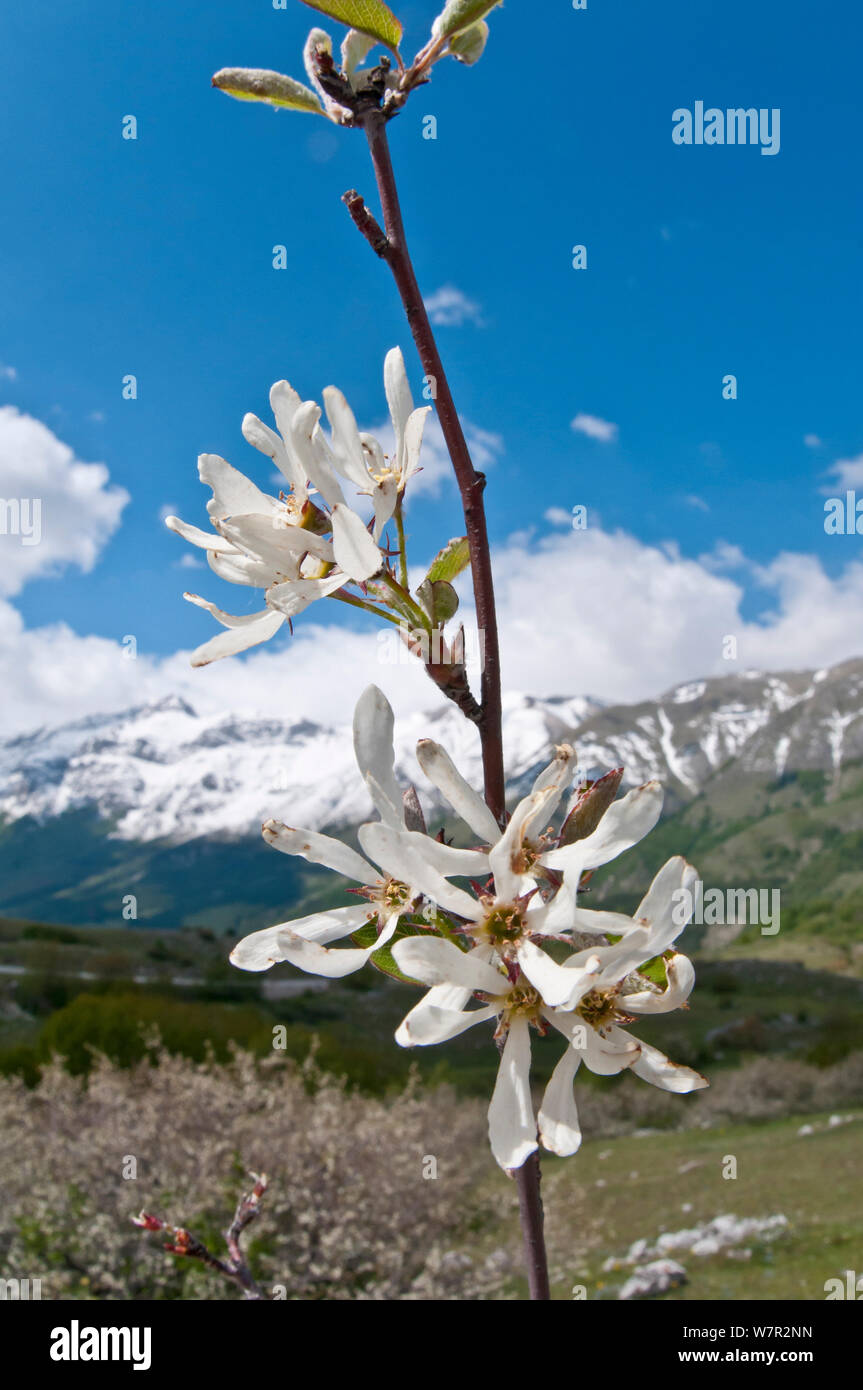 Amelanchier (Amelanchier Ovalis) in fiore, Gran Sasso, dell Appennino, Abruzzo, Italia, Maggio Foto Stock