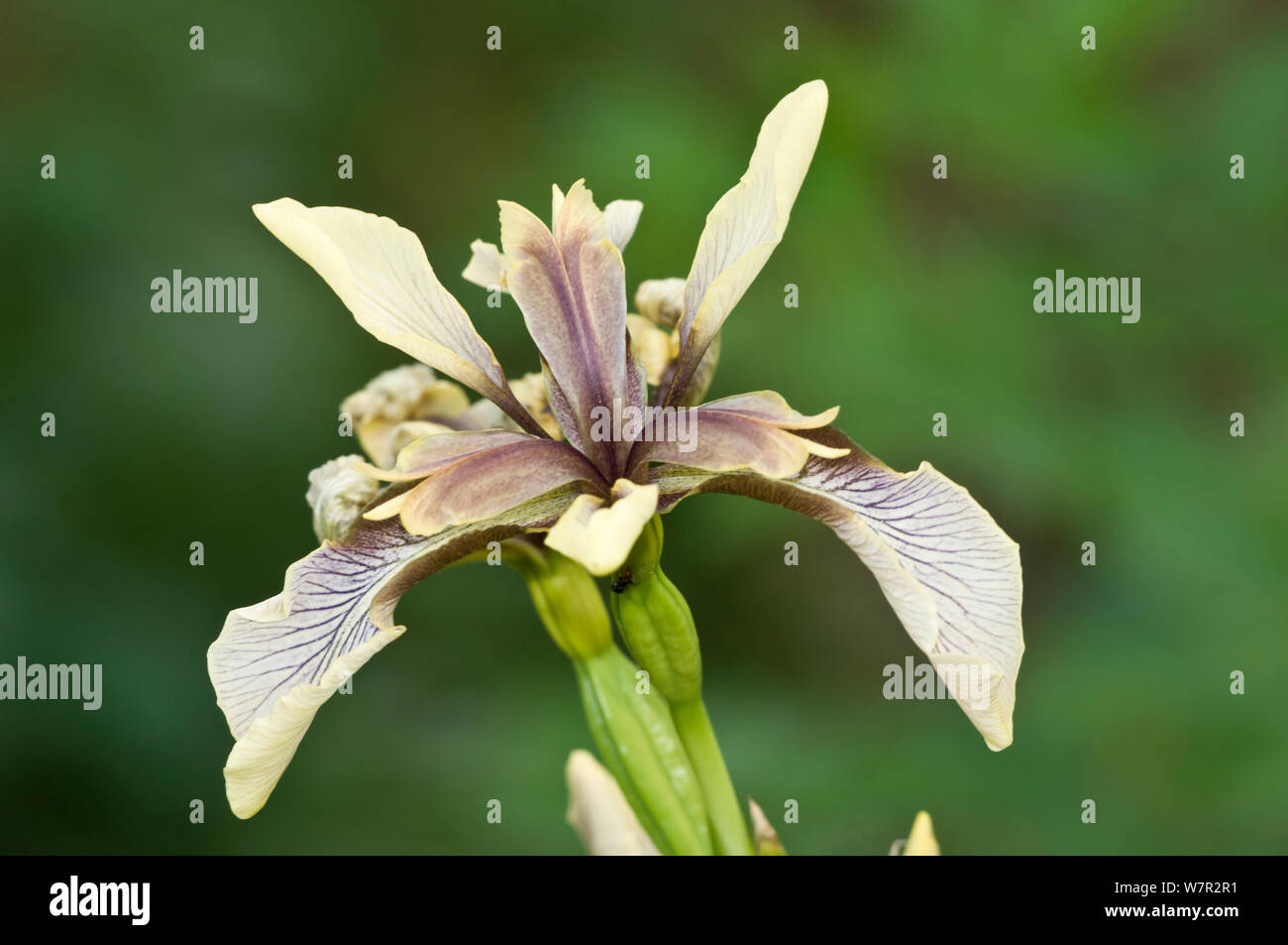 Iris puzzolente/Gladdon (Iris foetidissima) in fiore, Sugano, nei pressi di Orvieto, Umbria, Italia, Maggio Foto Stock