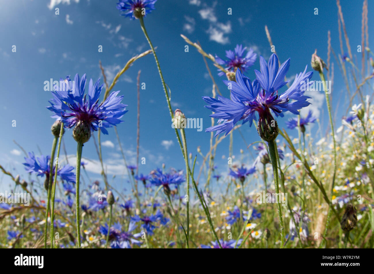 Cornflowers in campi di maggese (Centaurea cyanus) vicino a Orvieto, Umbria, Italia, Giugno Foto Stock
