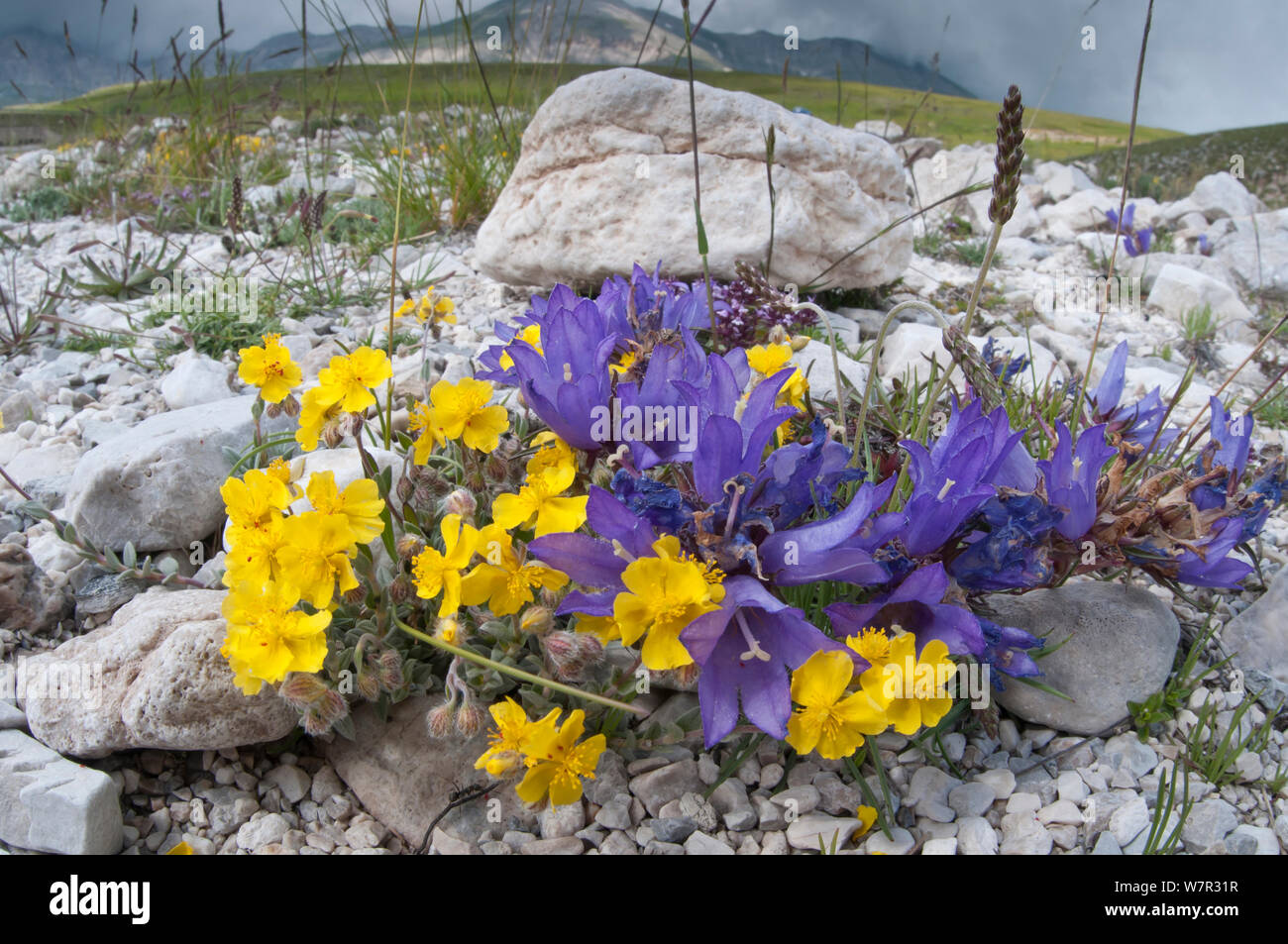 Erba-lasciato (Campanula graminifolia Edraianthus) in fiore, con Rock Rose Helianthemum (sp) Canyon di Gran Sasso, L'Aquila, Abruzzo,l'Italia, Giugno Foto Stock
