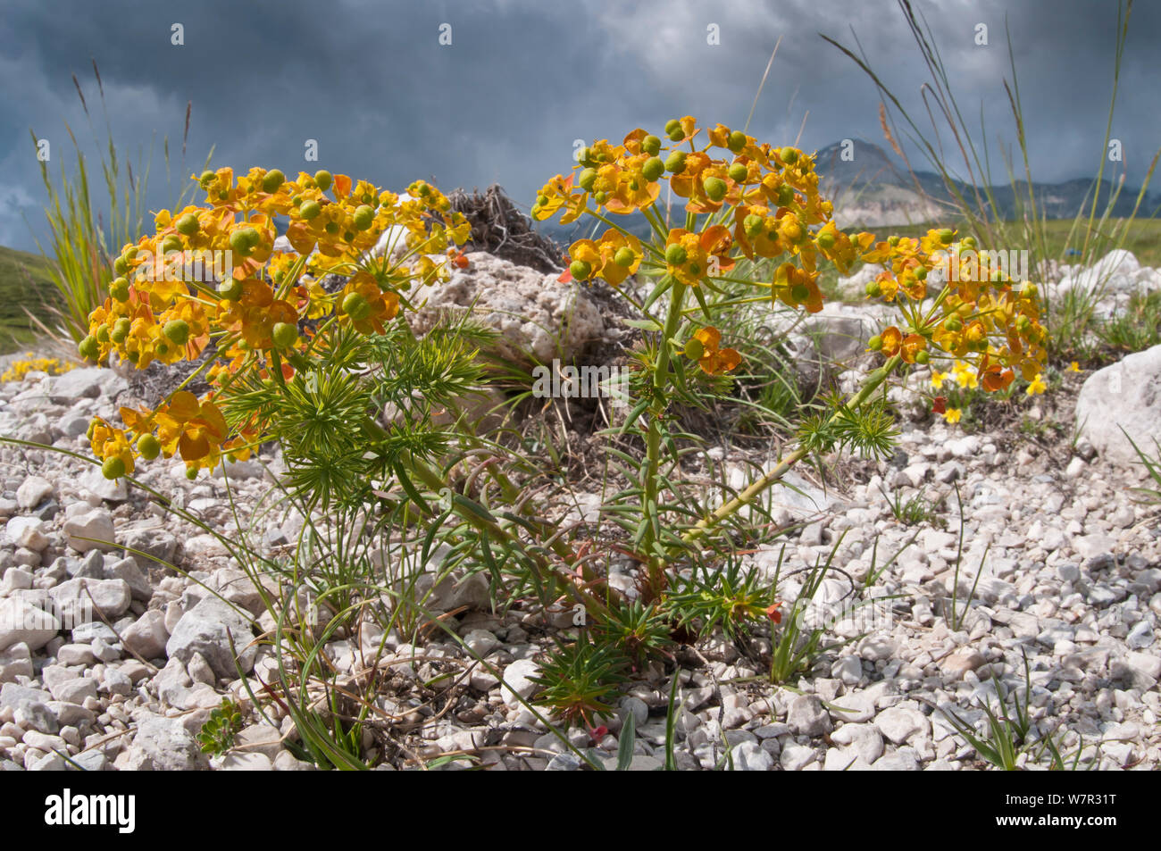 Il cipresso (Euforbia Euphorbia cyparissias) in fiore, Campo Imperatore, Gran Sasso, dell Appennino, Abruzzo, Italia, Giugno Foto Stock