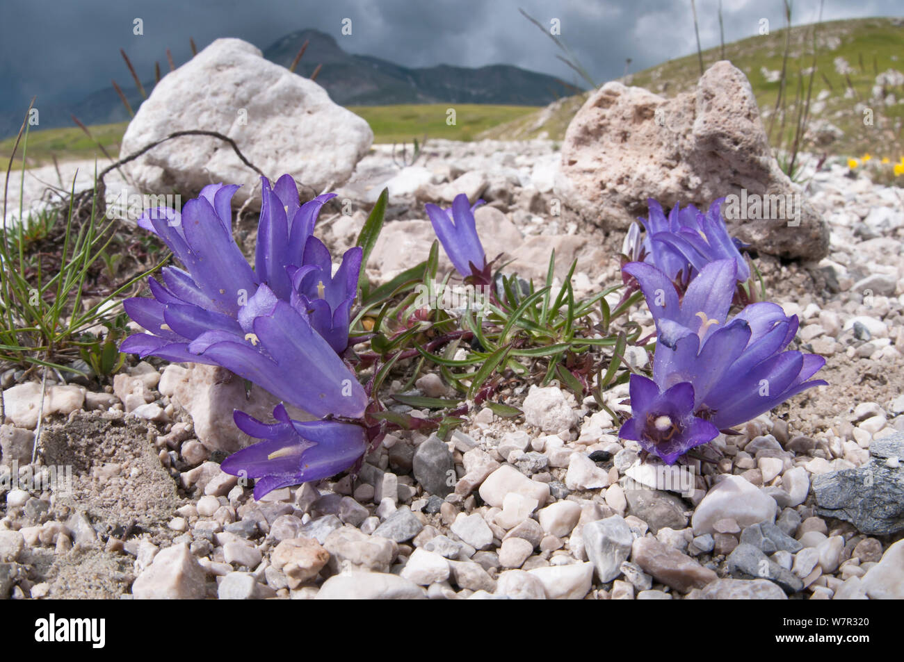 Erba-lasciato (Campanula graminifolia Edraianthus) in fiore, canyon di Gran Sasso, L'Aquila, Abruzzo,l'Italia, Giugno Foto Stock