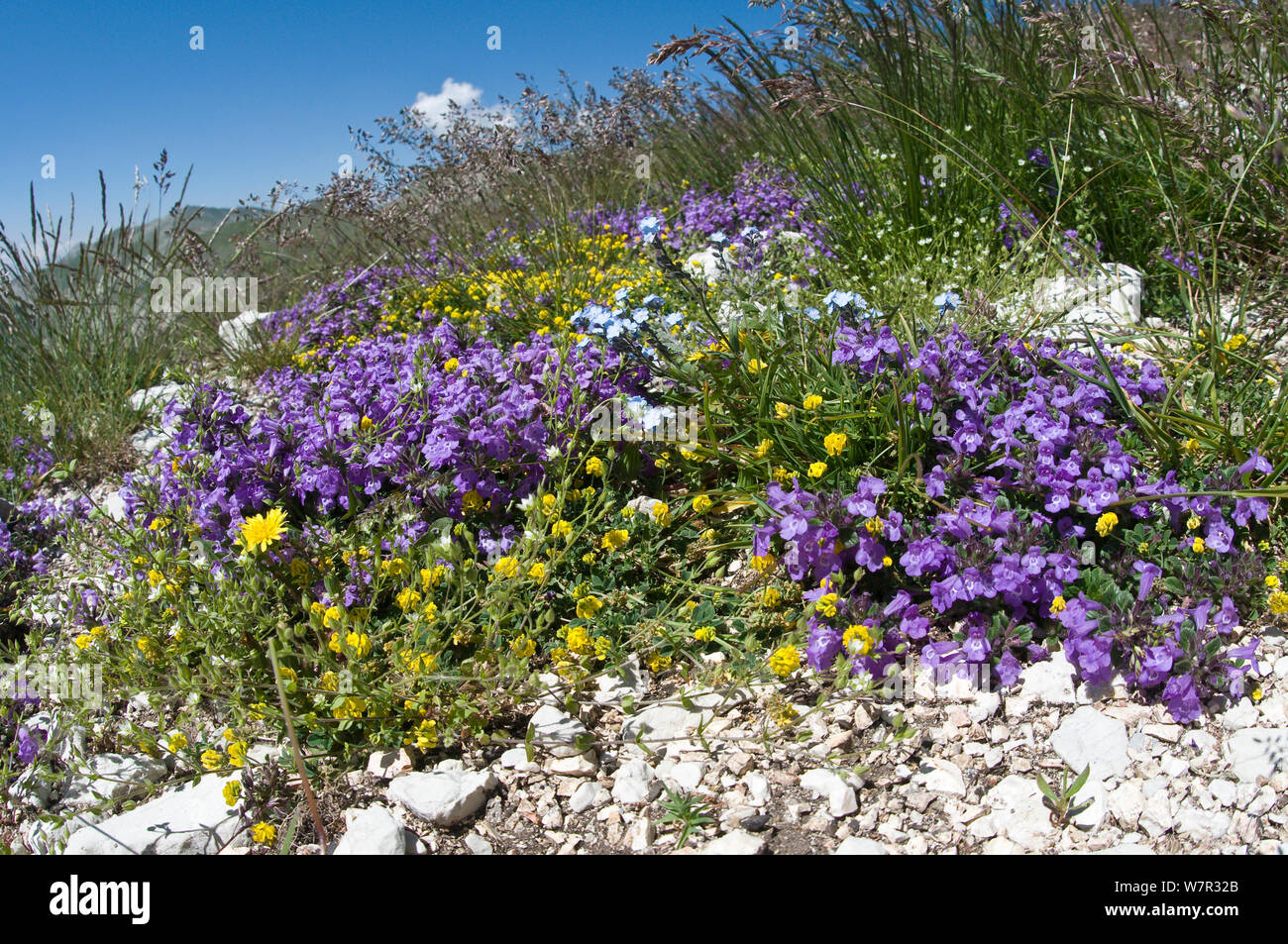 Il basilico timo (Acinos arvense) in fiore, con Dimenticare me not (Myotis sp) e altri fiori alpini, monte Vettore, Monti Sibillini, Umbria, Italia, Giugno Foto Stock