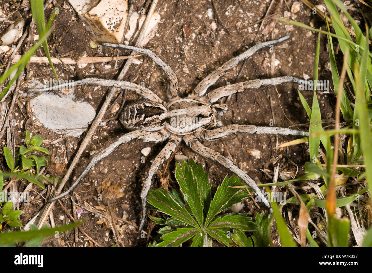 Unione tarantola Lycosa (Narbonense) Sibillini, Umbria, Italia, Giugno. Foto Stock
