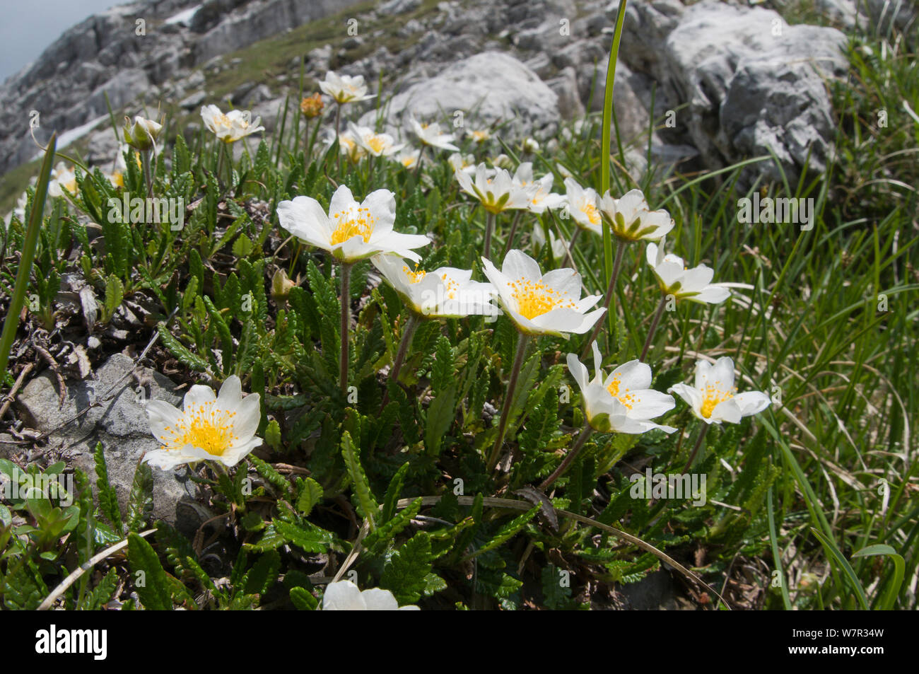 Mountain Avens (Dryas octopetala) in fiore, Monte Spinale, zona alpina, Madonna di Campiglio, Dolomiti di Brenta, Italia, Luglio Foto Stock