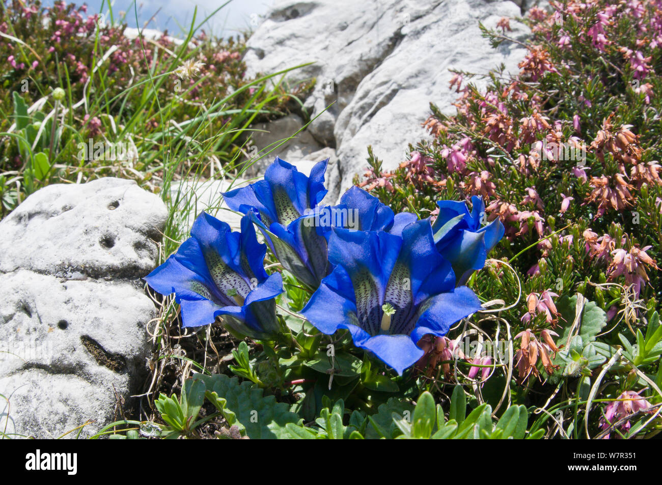 Tromba genziana (Gentiana acaulis) in fiore, Monte Spinale, zona alpina, Madonna di Campiglio, Dolomiti di Brenta, Italia, Luglio Foto Stock