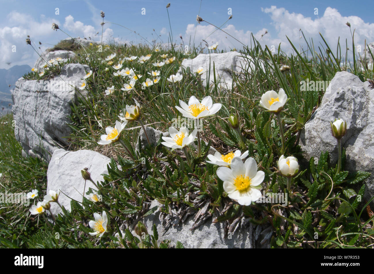 Mountain Avens (Dryas octopetala) Monte Spinale, zona alpina, Madonna di Campiglio, Dolomiti di Brenta, Italia, Luglio Foto Stock