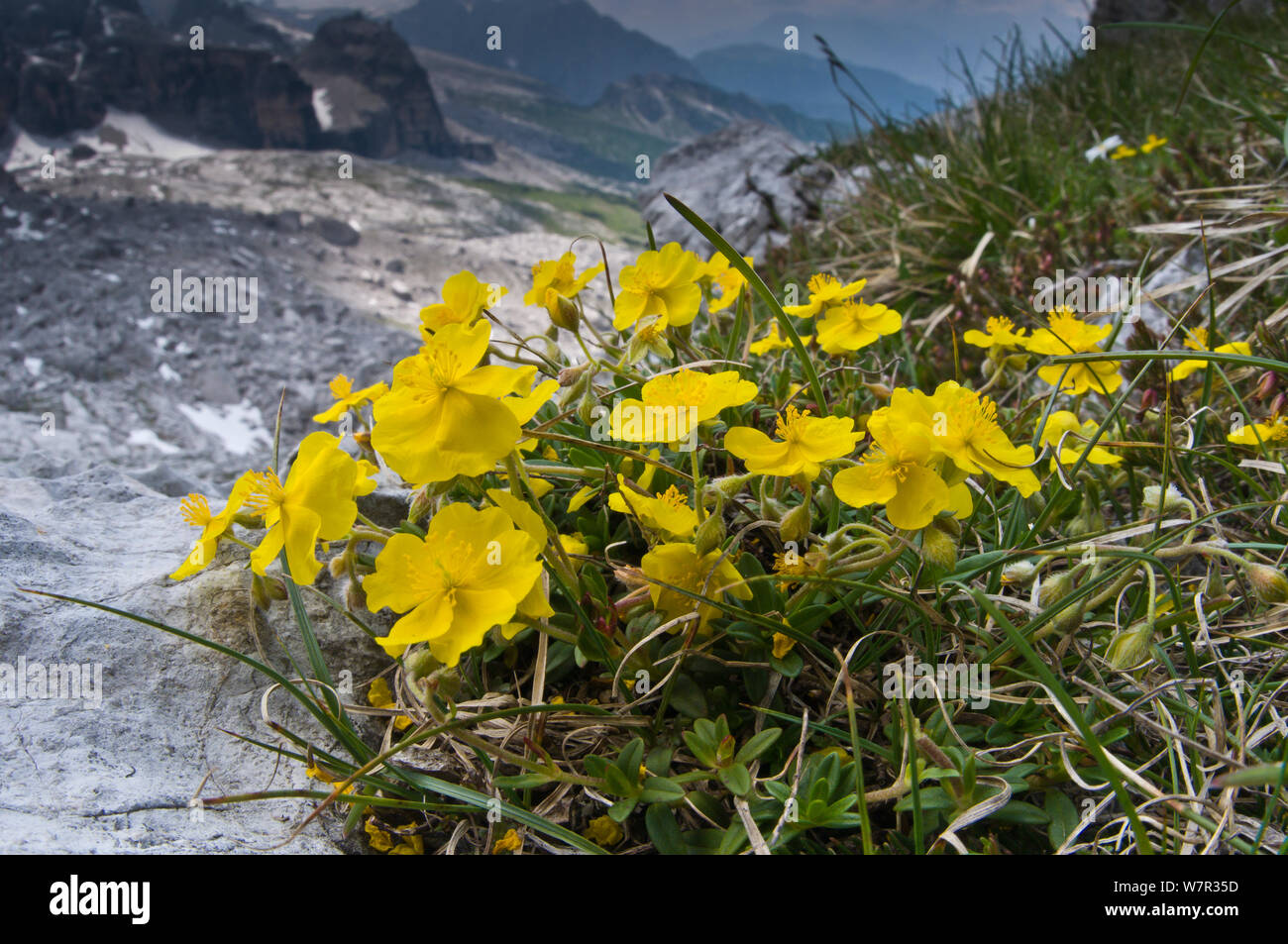Comune di cisto (Helianthemum nummularium) in fiore, Monte Spinale, zona alpina, Madonna di Campiglio, Dolomiti di Brenta, Italia, Luglio Foto Stock