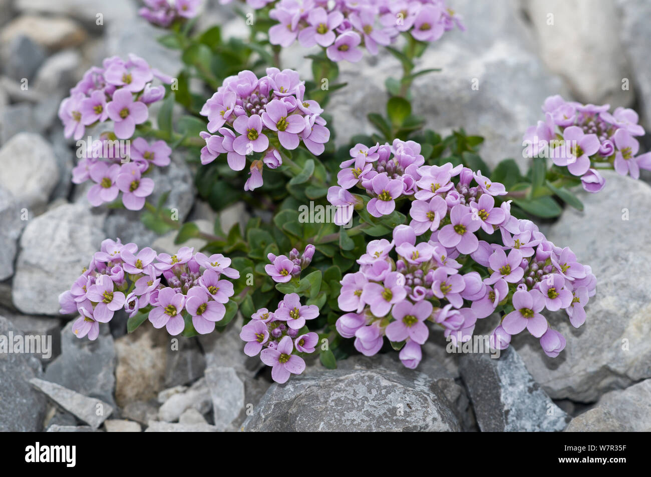 Round-lasciava pennycress (Thlaspi rotundifolium) in fiore, Monte Spinale, zona alpina, Madonna di Campiglio, Dolomiti di Brenta, Italia, Luglio Foto Stock