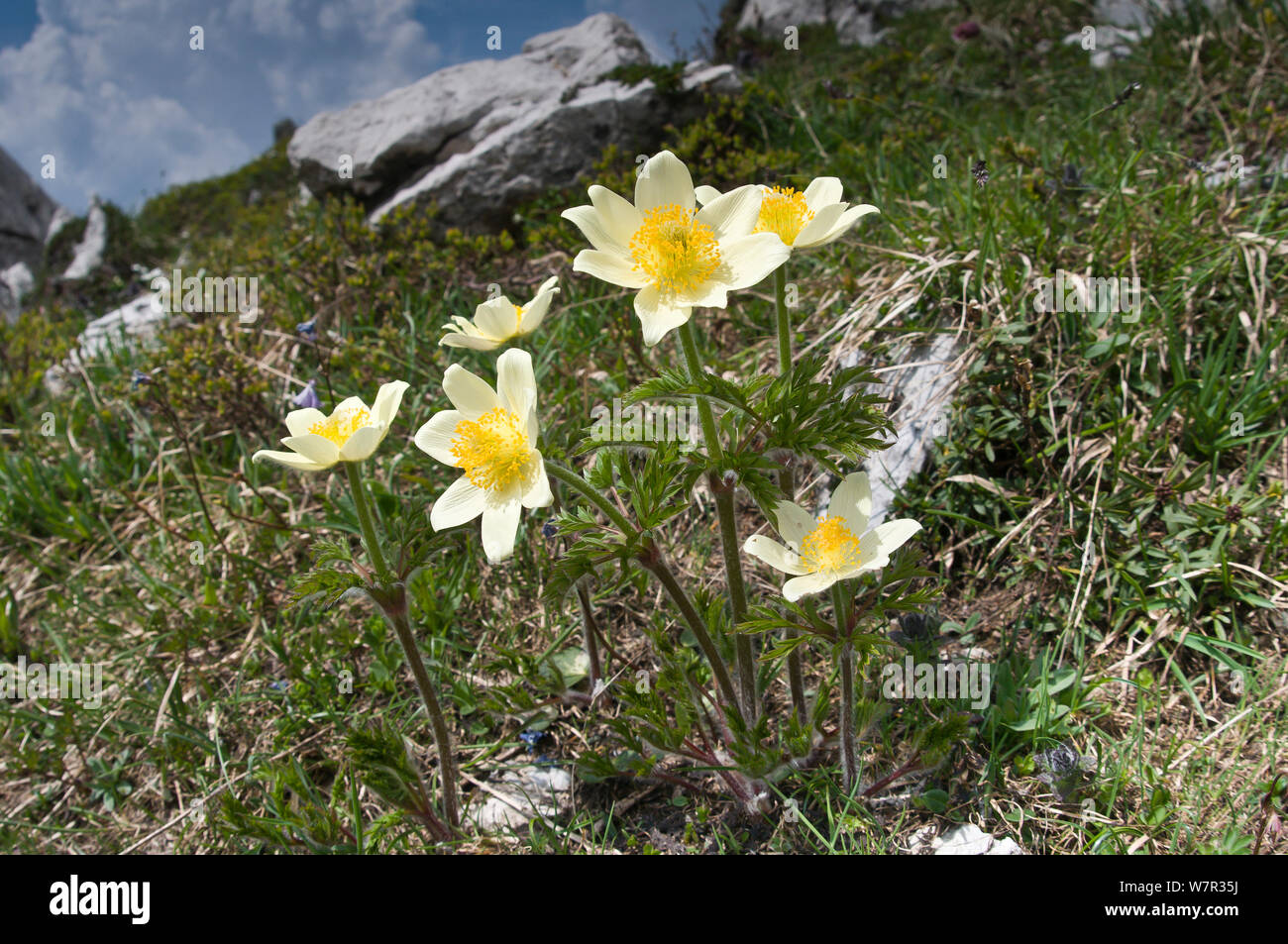 Zolfo "Pasque flower (Pulsatilla alpina ssp apiifolia) in fiore, Monte Spinale, zona alpina, Madonna di Campiglio, Dolomiti di Brenta, Italia, Luglio Foto Stock