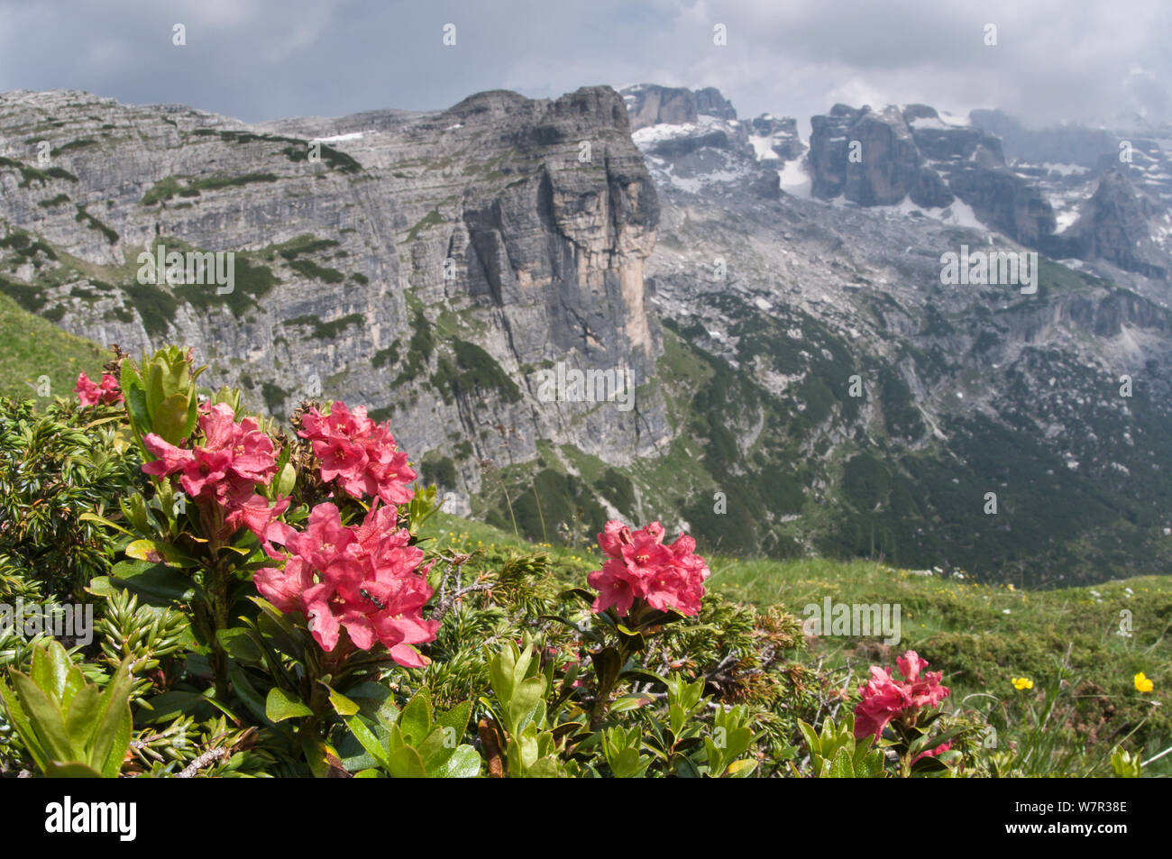 Alpenrose (Rhododendron ferrugineum) in fiore, Monte Spinale, zona alpina, Madonna di Campiglio, Dolomiti di Brenta, Italia, Luglio 2010 Foto Stock