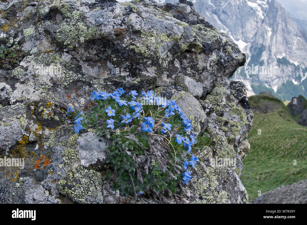Il re delle Alpi (Eritrichium nanum) in fiore su un affioramento di granito sopra il Passo Pordoi, Sella, Dolomiti, Italia, Luglio Foto Stock