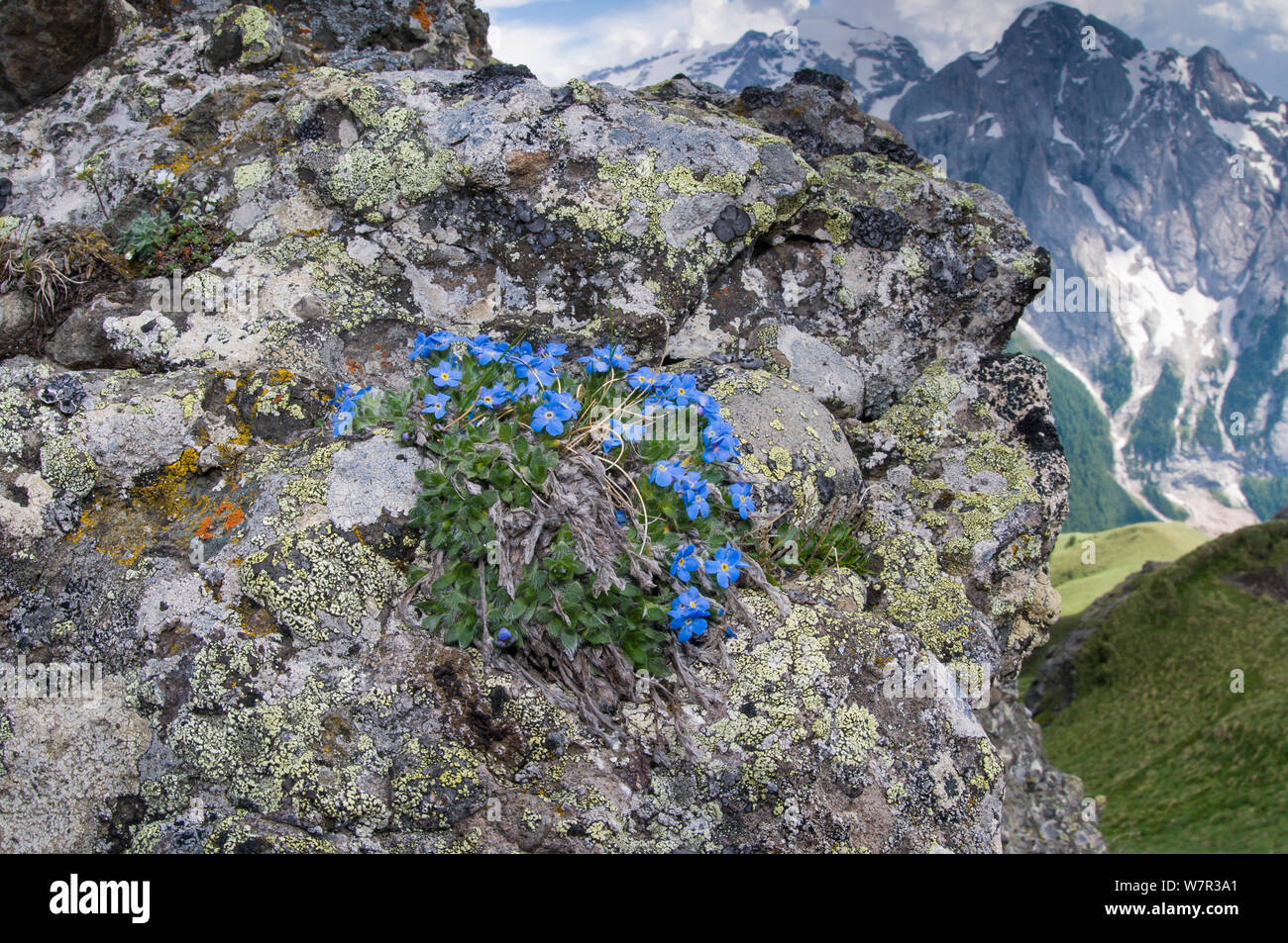 Il re delle Alpi (Eritrichium nanum) in fiore su un affioramento di granito sopra il Passo Pordoi, Sella, Dolomiti, Italia, Luglio Foto Stock