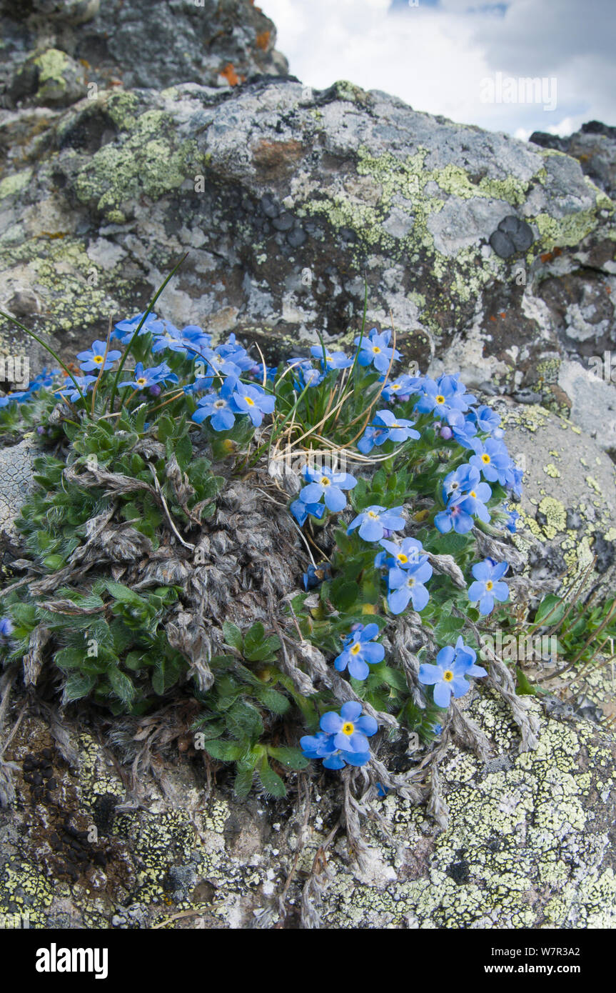 Il re delle Alpi (Eritrichium nanum) in fiore su un affioramento di granito sopra il Passo Pordoi, Sella, Dolomiti, Italia Foto Stock