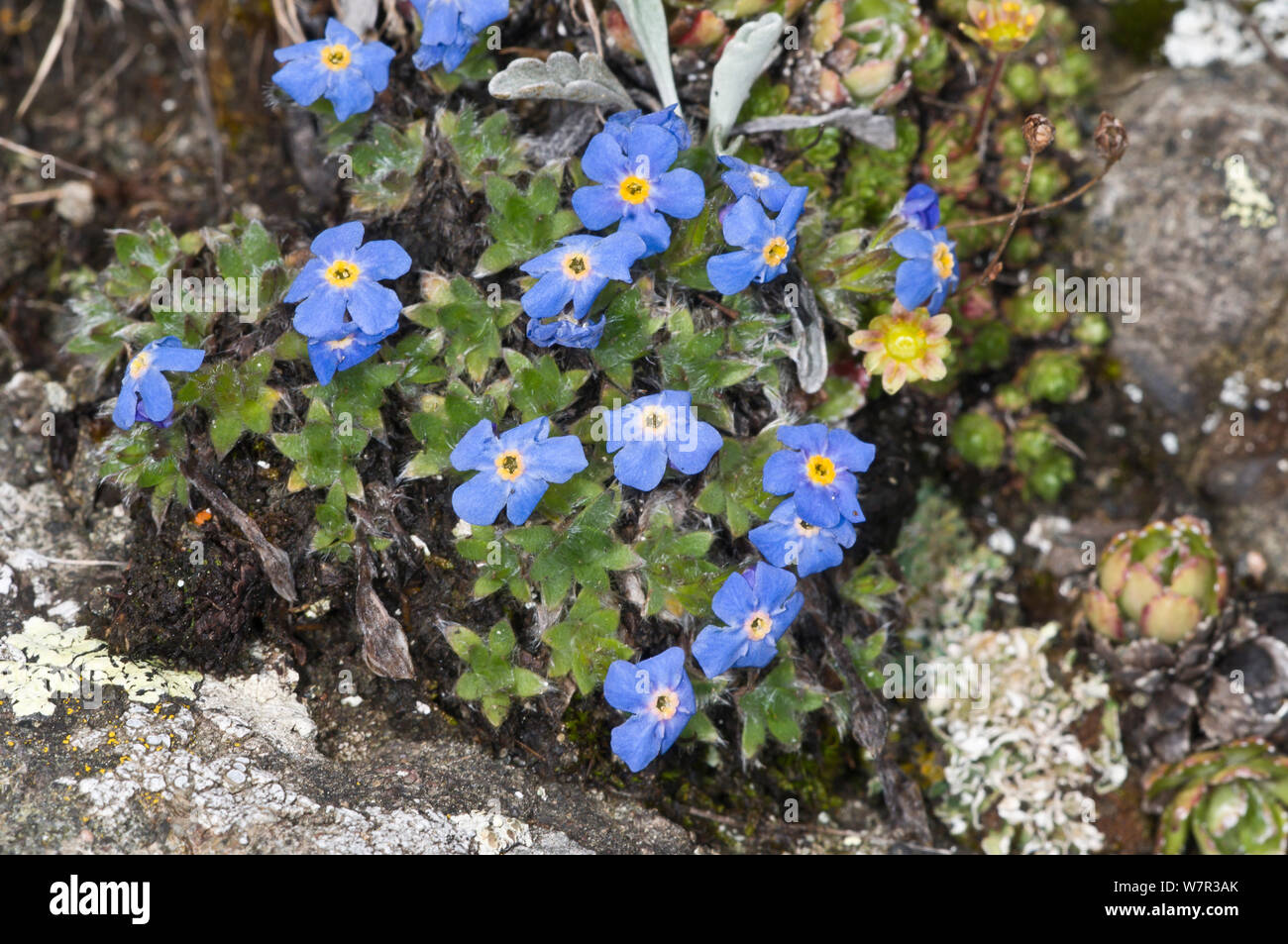 Il re delle Alpi (Eritrichium nanum) in fiore su un affioramento di granito sopra il Passo Pordoi, Sella, Dolomiti, Italia Foto Stock