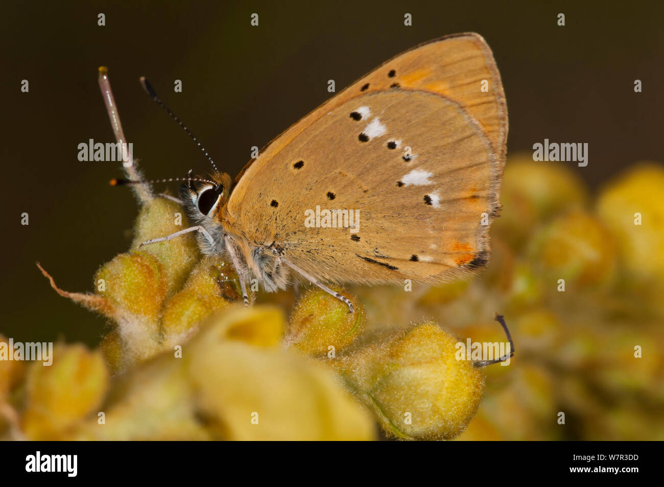 Scarsità di rame (farfalla Lycaena virgaureae) femmina con ante chiuse, Campo Imperatore, Gran Sasso, dell Appennino, Abruzzo, Italia, Luglio Foto Stock