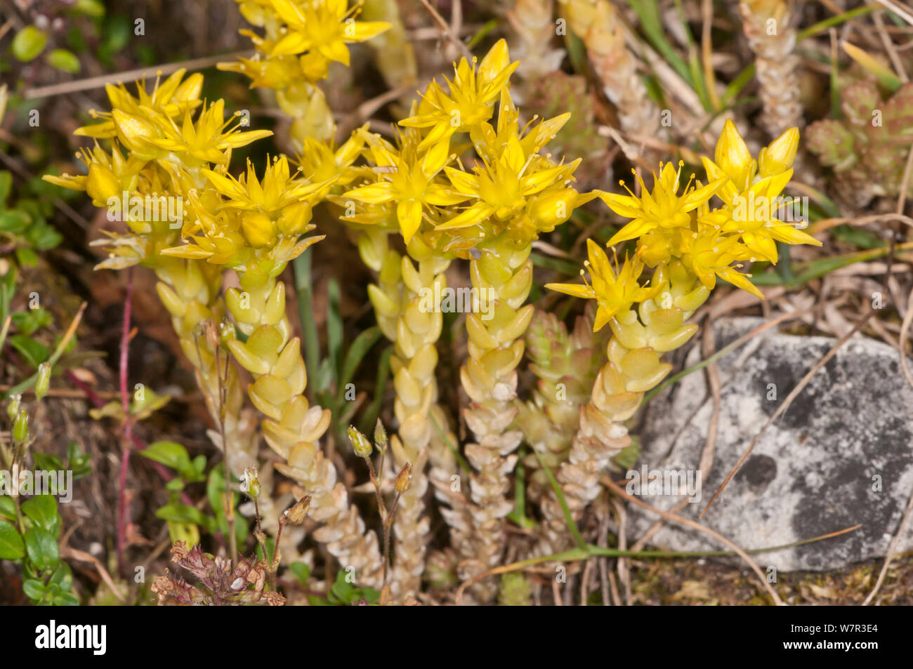 Mordere stonecrop (Sedum acre) in fiore, Monte Terminillo, Rieti, Lazio, Italia, Luglio Foto Stock